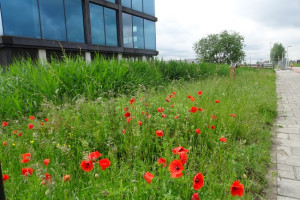 WEEKBERICHT PVDA LANSINGERLAND 27 – 31 MEI 2024